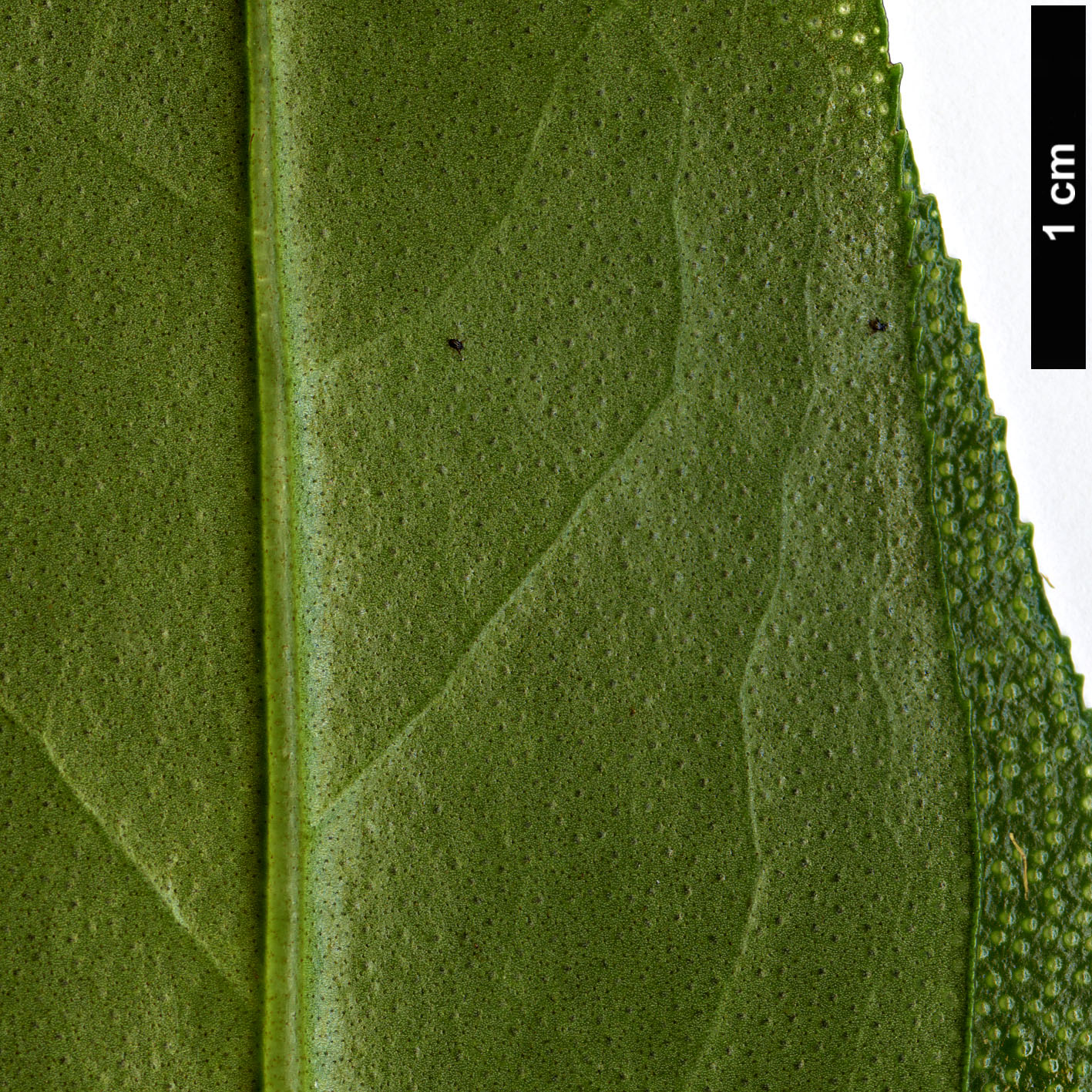 High resolution image: Family: Scrophulariaceae - Genus: Myoporum - Taxon: laetum